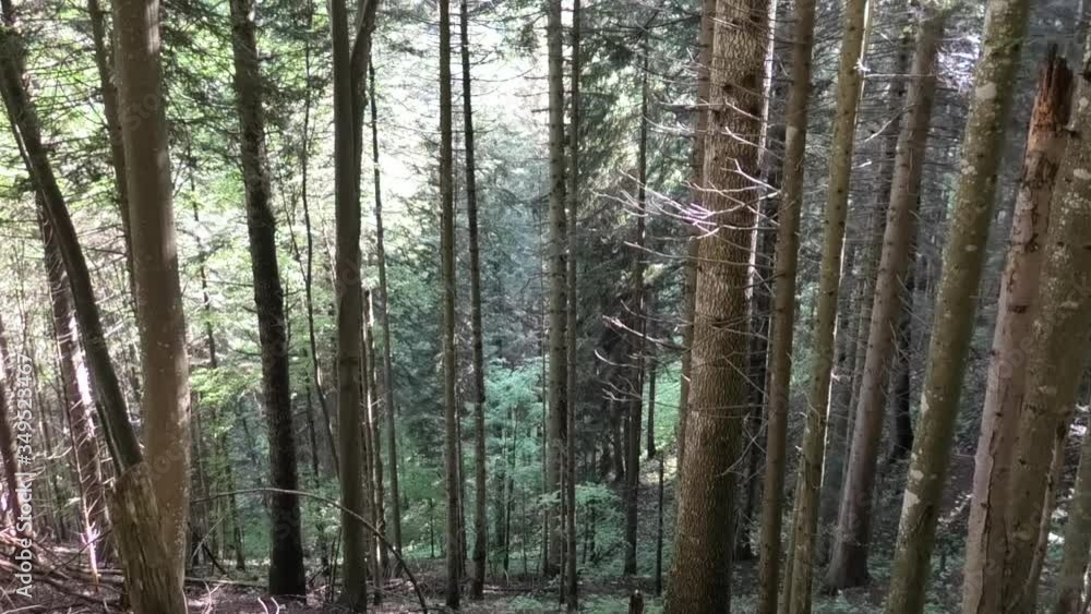 suoni nella foresta delle prealpi di Ledro suoni nella foresta delle prealpi di Ledro