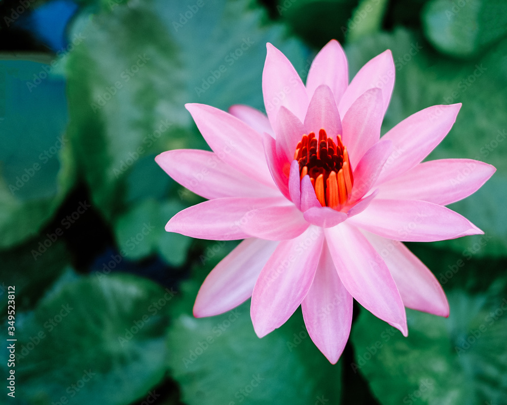 Top view of pink blooming lotus flowers and green lotus leaf on lotus pond, Best Overall Waterlily 1st Place Waterlily from The International Waterlily & Water Gardening Society, world champion lotus
Top view of pink blooming lotus flowers and green lotus leaf on lotus pond, Best Overall Waterlily 1st Place Waterlily from The International Waterlily & Water Gardening Society, world champion lotus