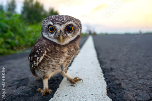 Photography Eagle Owl/An eagle owl on blurred background.