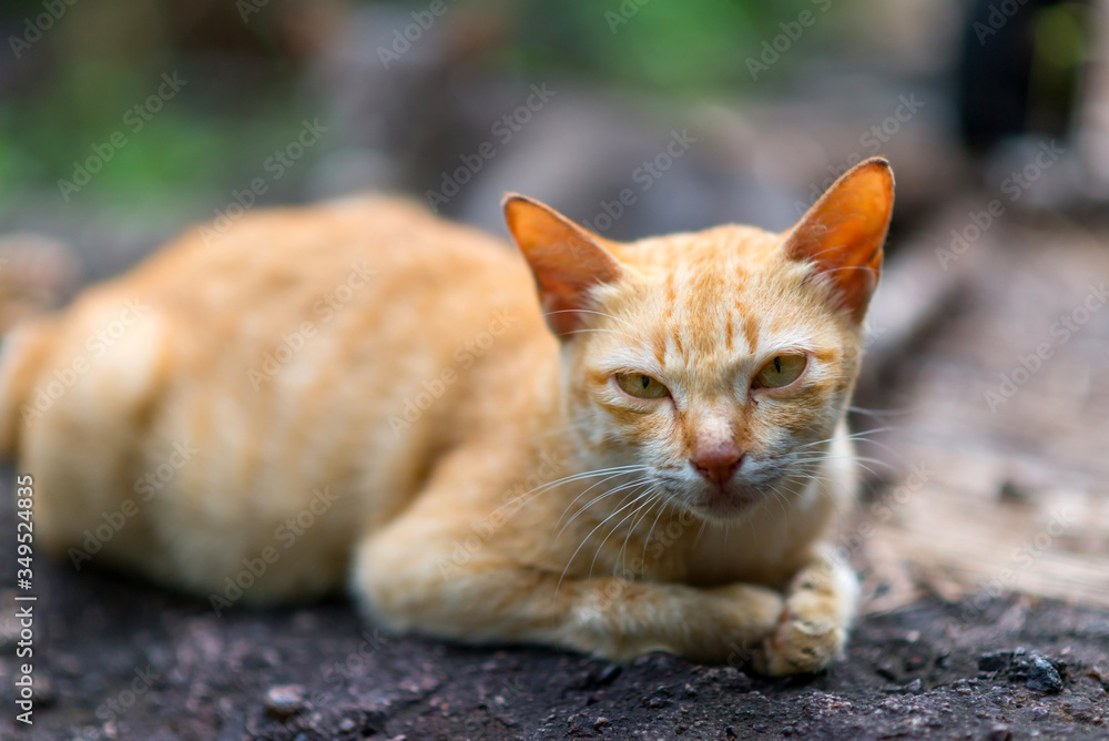 Brown and white Cute Thai cat on blurry background.Photo by selected focus. Brown and white Cute Thai cat on blurry background.Photo by selected focus.
