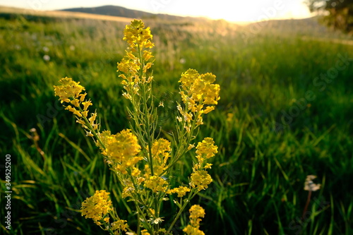 Pflanze, Abendsonne, Blume