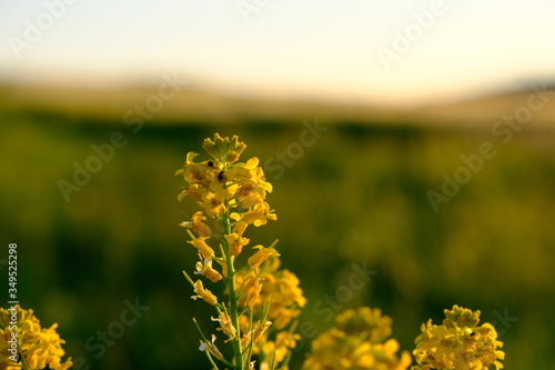 Pflanze, Abendsonne, Blume