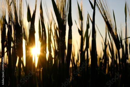 Getreide, Roggen, Abendsonne