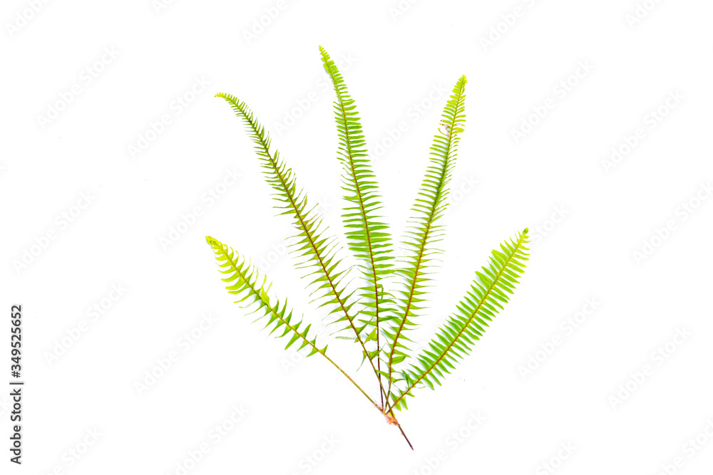 Fern leaves and roots isolated on white background Fern leaves and roots isolated on white background