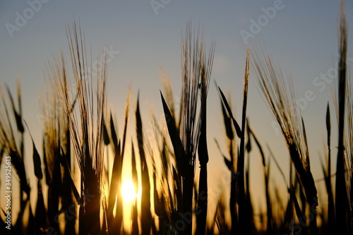Getreide, Roggen, Abendsonne
