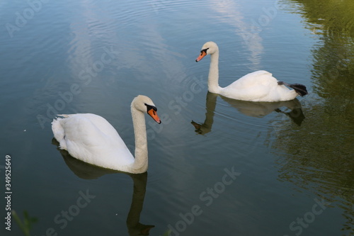 A couple of white swans on the blue surface of the lake
