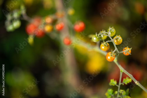 Detail of colorful variety of wild tomatoes on the vine of a small tomato tree in the garden. Scene with extremely blurred natural background.