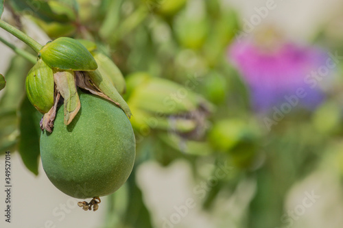 Crato Passion Fruit (Passiflora cincinnata) - Intermediate stage photo