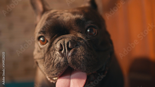 Cute black french bulldog  infront of the door.