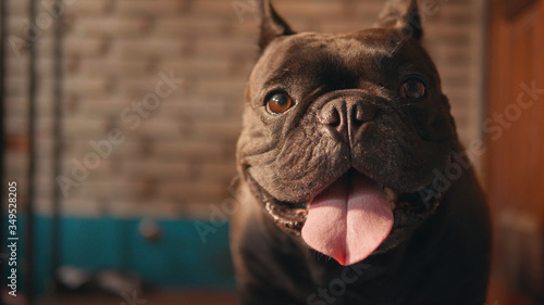 Cute black french bulldog  infront of the door.