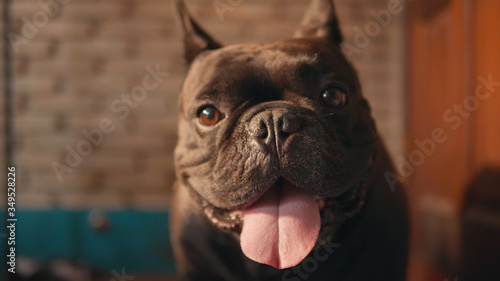 Cute black french bulldog  infront of the door.