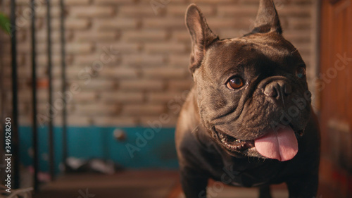 Cute black french bulldog  infront of the door.