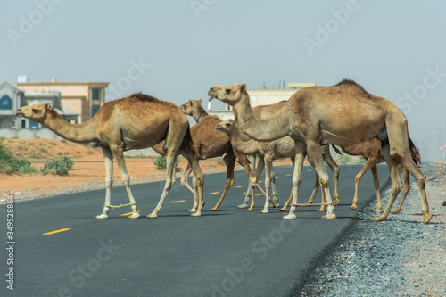 Desert dromedary camels crossing the road in the United Arab Emirates in the Middle East. © KingmaPhotos