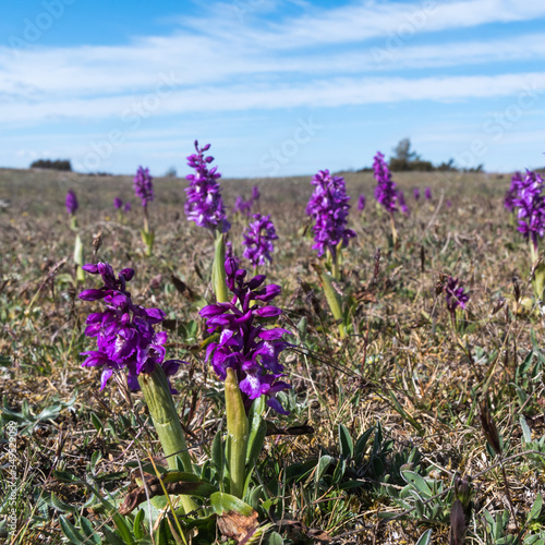 Blossom purple orchids wildflowers