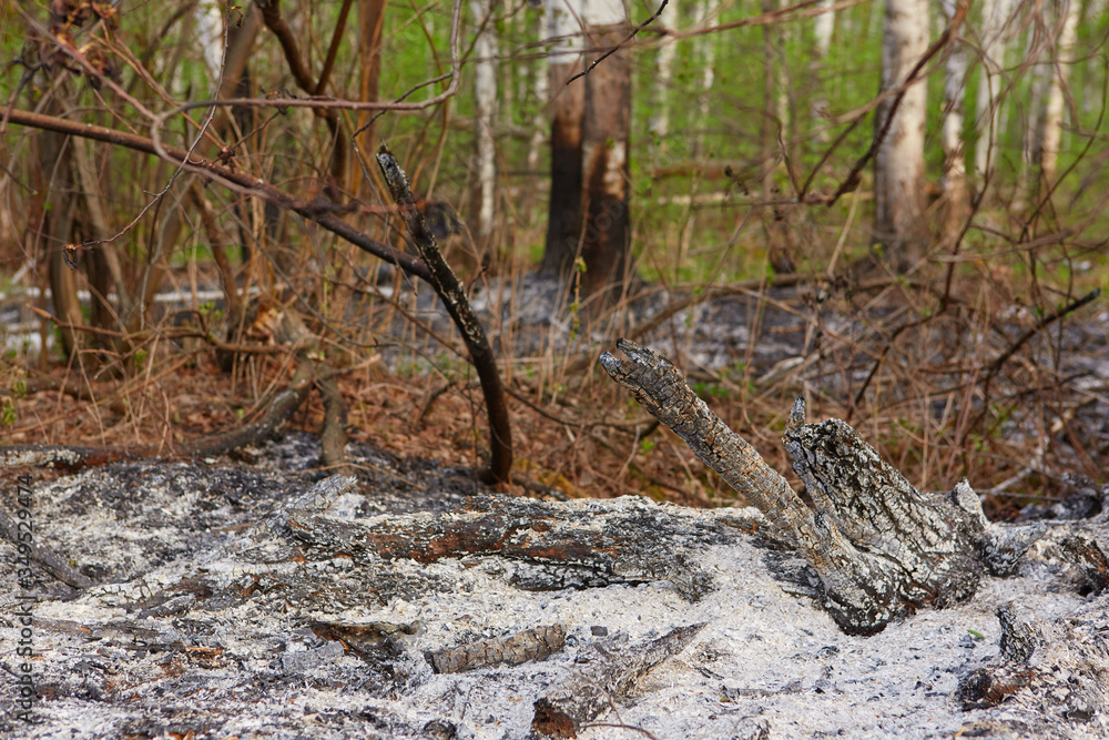 The forest fire burned vegetation. Only ash and ashes remained. The forest fire burned vegetation. Only ash and ashes remained.