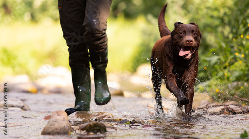 Fotografi Chocolate-colored Labrador Retriever dog hunting with his master walking on the