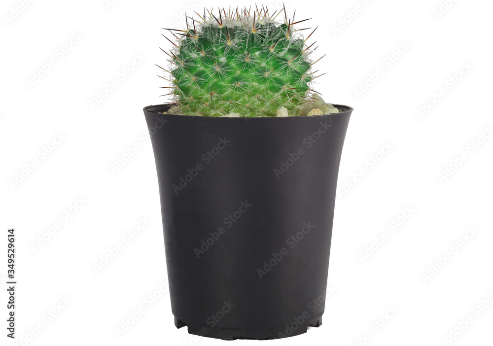 close up of a cactus In the black bucket Green summer plants Beautiful, spiky colors isolated on a white background. close up of a cactus In the black bucket Green summer plants Beautiful, spiky colors isolated on a white background.