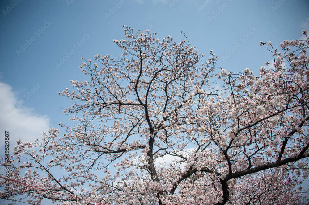 桜 桜