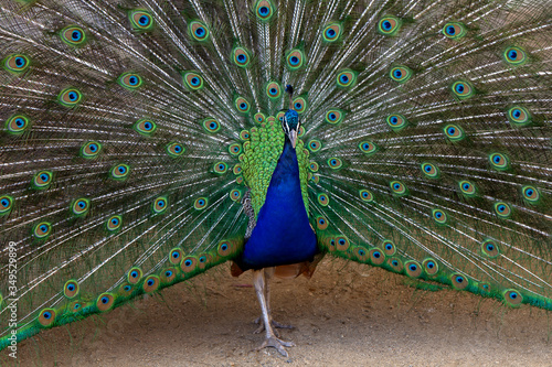 Portrait of adult male peacock