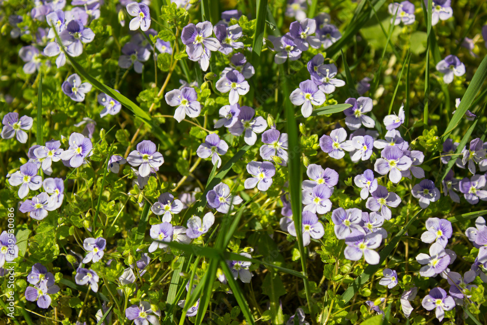 Veronica chamaedrys wildflowers natural background. Beautiful blue purple flowers of Veronica chamaedrys (germander speedwell, bird's-eye speedwell, cat's eyes). Closeup, selective focus. Veronica chamaedrys wildflowers natural background. Beautiful blue purple flowers of Veronica chamaedrys (germander speedwell, bird's-eye speedwell, cat's eyes). Closeup, selective focus.