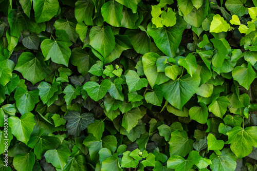 wall of green spring leaves