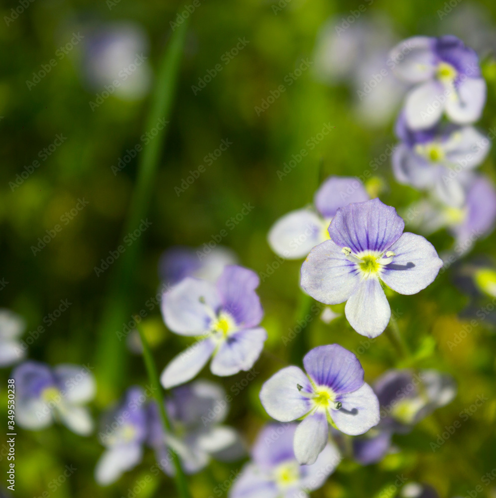 Veronica chamaedrys wildflowers natural background. Beautiful blue purple flowers of Veronica chamaedrys (germander speedwell, bird's-eye speedwell, cat's eyes). Closeup, selective focus. Veronica chamaedrys wildflowers natural background. Beautiful blue purple flowers of Veronica chamaedrys (germander speedwell, bird's-eye speedwell, cat's eyes). Closeup, selective focus.