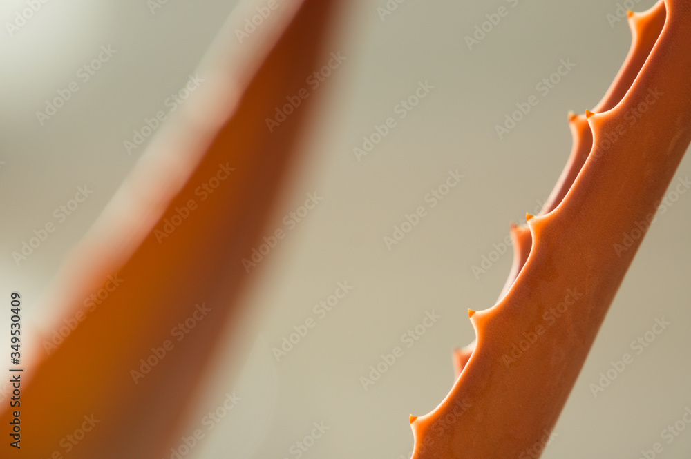 Foto de Planta de aloe vera, sábila, acíbar o áloe de Barbados. Planta ...