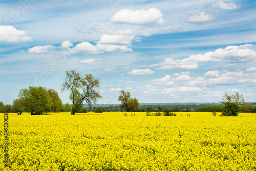 Rapeseed field  trees and blue sky. Beautiful spring landscape in Poland.