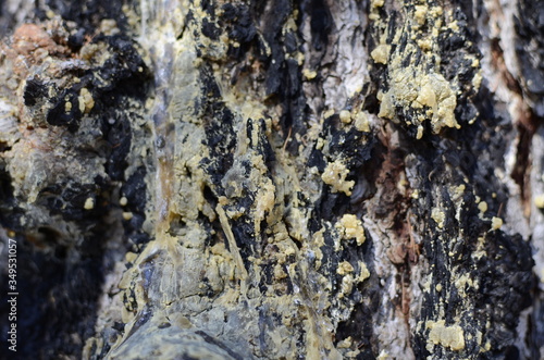 This is the bark of a coniferous tree in Siberia on lake Baikal