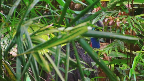 Australian colorful cassowary is hiding in the forest