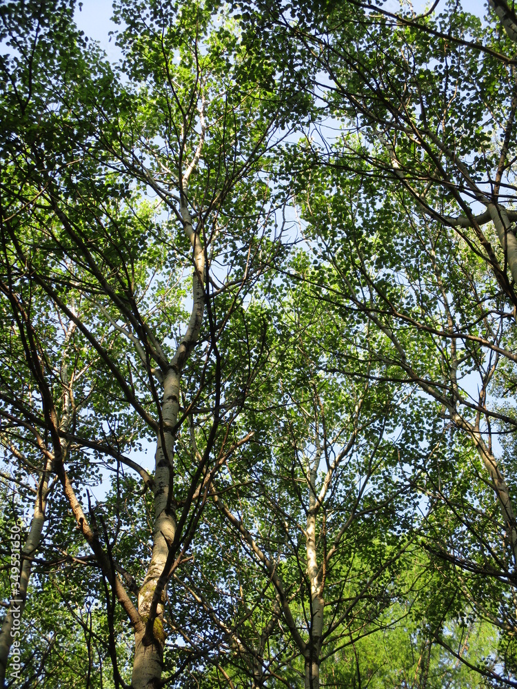 Obraz premium trees in the forest