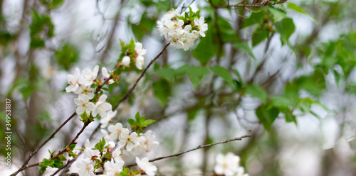 Panorama of flowering trees in the spring season. White flowers on tree branches with copy space. 