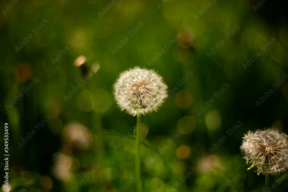 Blurred nature background. Dandelion in the grass