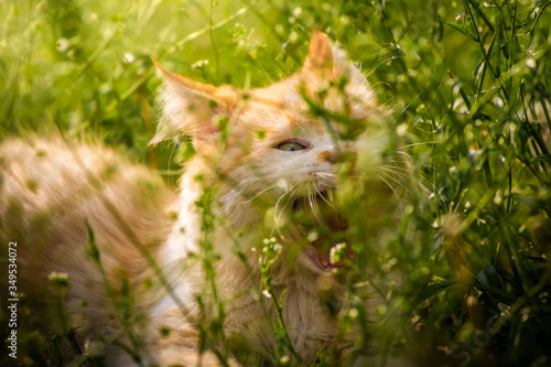 Fluffy cat yawns funny in the green thicket, bright photo closeup portrait summer