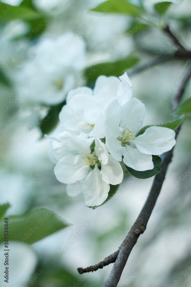 spring, flower, tree, blossom, nature, white, branch, cherry, flowers, blooming, bloom, plant, apple, season, green, beauty, garden, sky, petal, macro, floral, beautiful, blue, leaf, plum spring, flower, tree, blossom, nature, white, branch, cherry, flowers, blooming, bloom, plant, apple, season, green, beauty, garden, sky, petal, macro, floral, beautiful, blue, leaf, plum