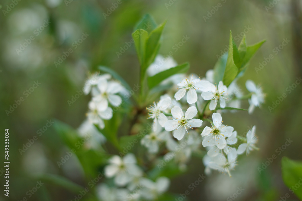 white fragrant cherry flowers in the spring garden white fragrant cherry flowers in the spring garden