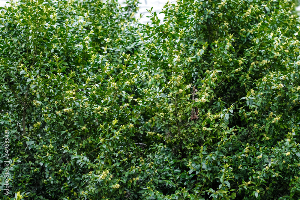 Boxwood is blooming. Big bushes. Bloom. B xus Boxwood is blooming. Big bushes. Bloom. B xus