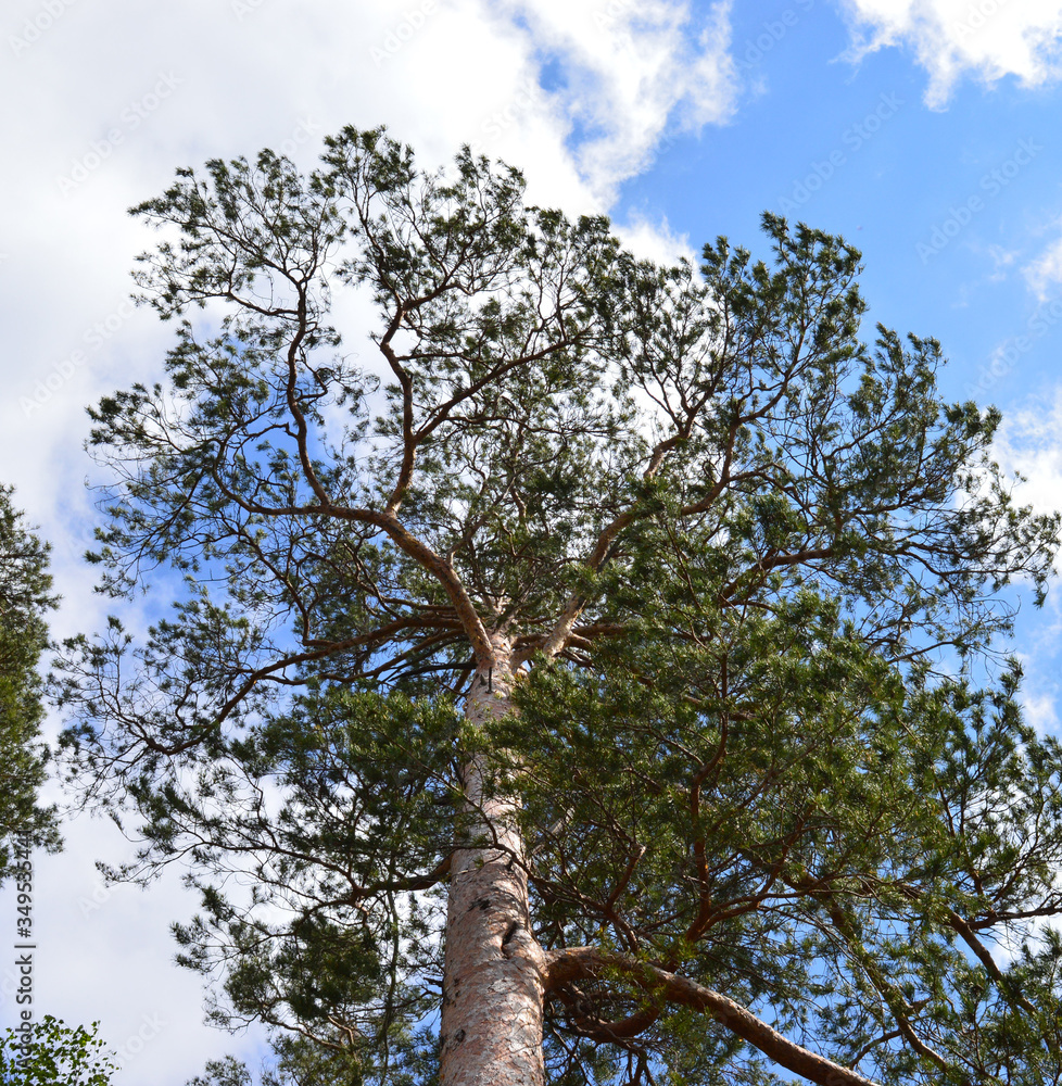Fototapeta premium green forest trees on a mountain on the river Bank against the blue sky on a summer day
