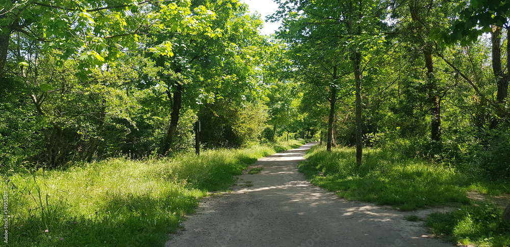 Obraz premium road in the forest