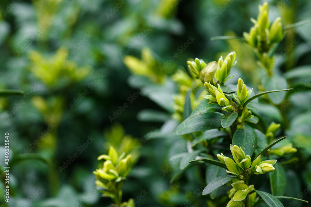 Boxwood is blooming. Big bushes. Bloom. B xus Boxwood is blooming. Big bushes. Bloom. B xus