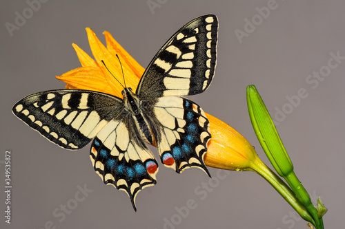 farfalla, macaone photo