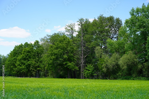 Ländliche Spreewaldlandschaft photo