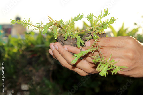 hand holding portulaca summer succulent plant for growing photo