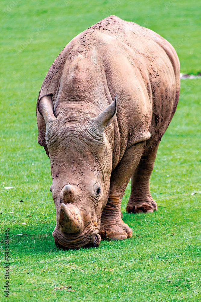 Fototapeta premium Rhino