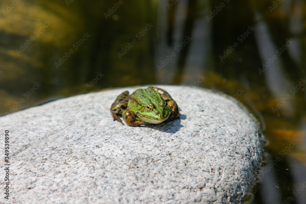Zbliżenie zielonej żaby siedzącej na białym kamieniu na brzegu stawu. - obrazy, fototapety, plakaty 