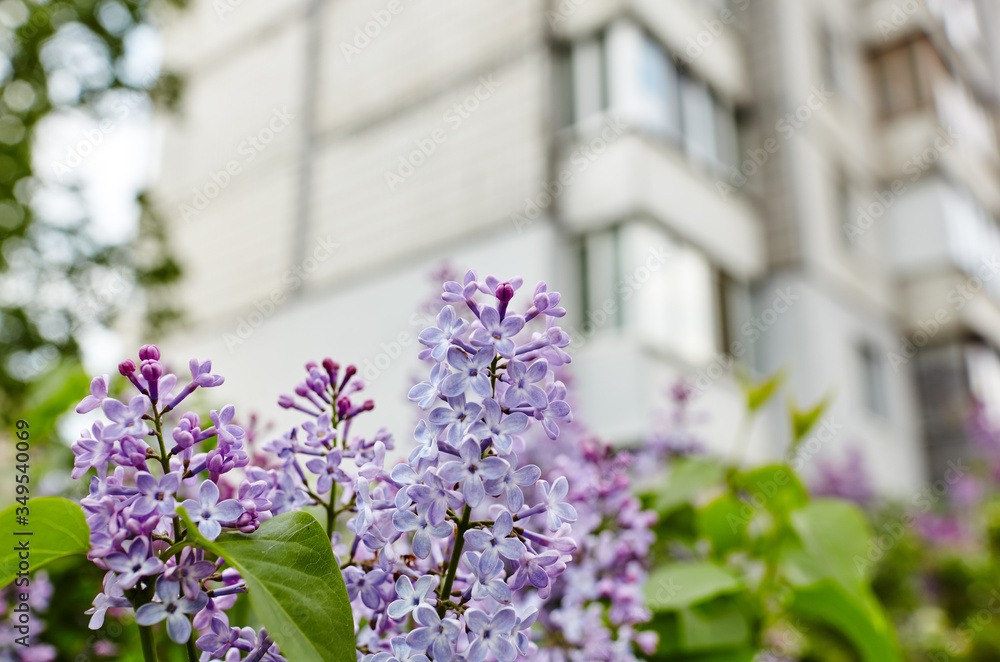 Obraz premium Beautiful lilac blossom.Flowering lilac tree.Fresh spring background on nature outdoors.Soft focus image of blossoming flowers in spring time