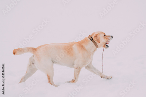 Funny Labrador Dog Playing With Toy And Running Outdoor In Snow  Winter Season. Playful Pet Outdoors