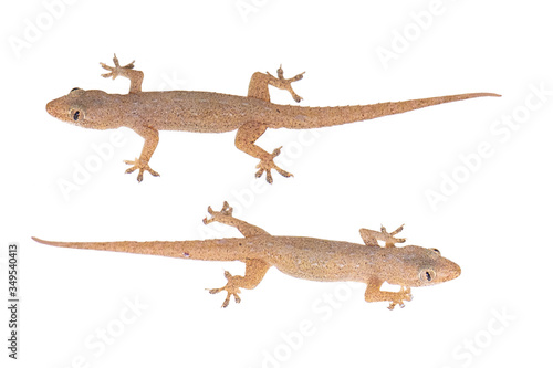 house lizard isolated on white background, with clipping path 