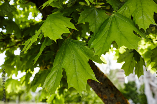 Maple branch with green leaves on a sunny day. Maple tree in spring. Blurred leaf background