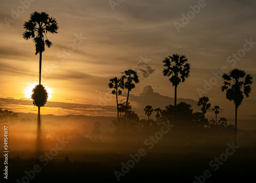 silhouette of a tree